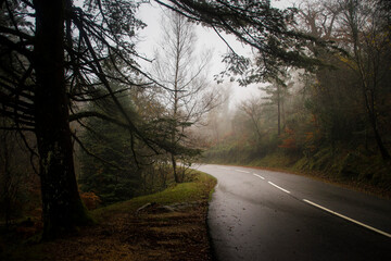 Obraz premium Road in the middle of misty forest