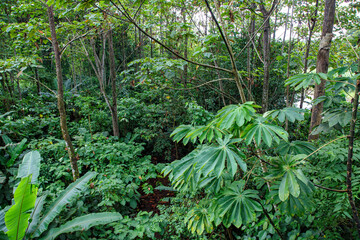 Vegetation in the rainforest on the banks of the Sarapiqui River in Costa Rica