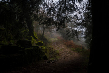 evergreen trees along a foggy footpath
