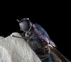 fly on a leaf in black background