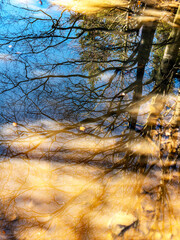 Trees`s reflection in the puddle.
