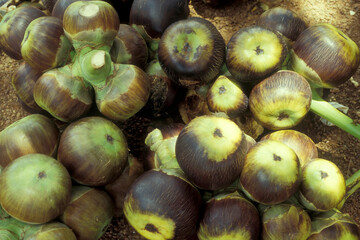 CAMBODIA PHNOM PENH CENTRAL MARKET FOOD