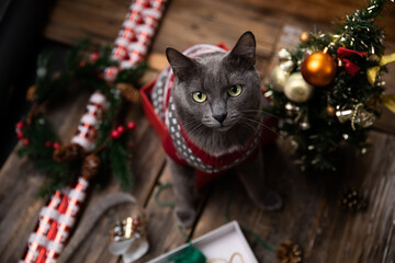 A curious beautiful cat in a red knitted sweater sits in a box among accessories for packing Christmas gifts