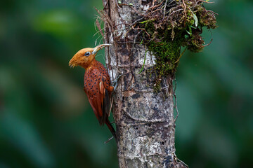 Chestnut-colored Woodpecker (Celeus Castaneus) sitting in a tree in the rainforest in Boca Tapada in Costa Rica