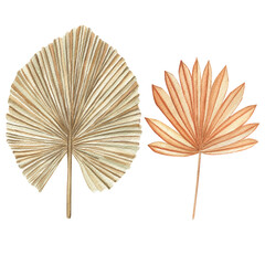 
Watercolor illustration of leaves boho style. Tropical leaves. Dried flowers. Boho wedding.