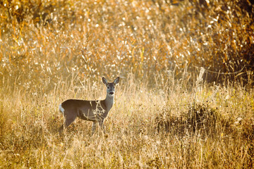 Female roe deer on the meadow