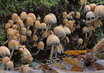 Low-light close-up of a cluster of Ink Cap mushrooms growing in the wild amongst wood and lichen.