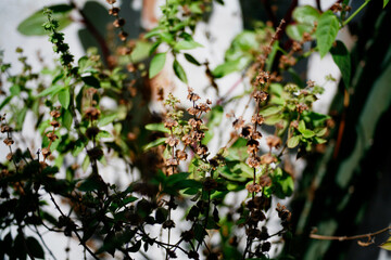 flowers in the garden