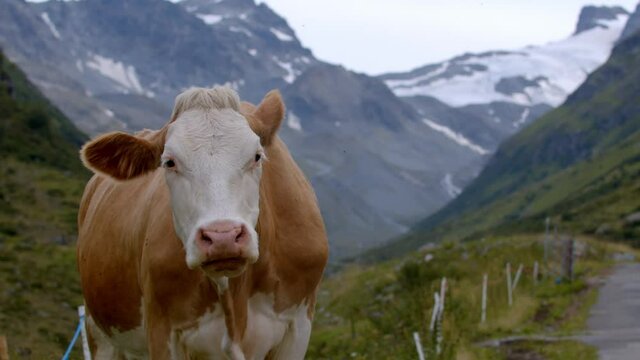 Cow grazing on a mountain farm. Cow is enjoying the endless fields and good food in the mountains. Best herbs and food for the cow's in the mountains. Happy cow. Cow on a Alp