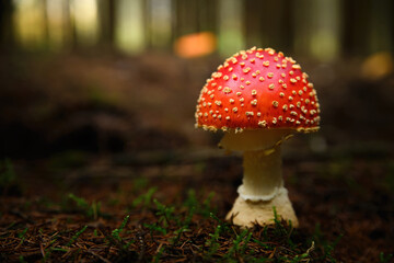 Amanita muscaria, fly agaric or fly amanita mushroom