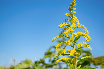 Natural background. Goldenrod Flower in the Sun.Solidago