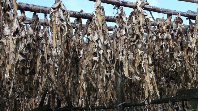 Rows of fish/cod  hanging from old wooden racks drying in Iceland. A cultural ancient way of food production.