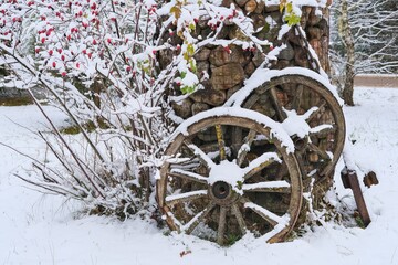 Rosehip bush with red berries is covered first snow on gabion basket background. Winter trendy...