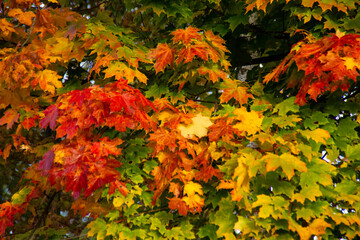 colorful autumn leaves background