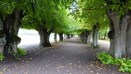long tree-lined avenue with old trees