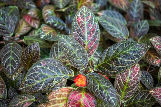 Close-up of flowering episcia cupreata flame violet leaves