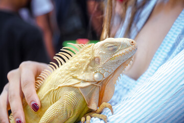 Iguanas are calm when petted by its owners.