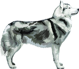 black and white Siberian Husky dog with isolated white backround. WPAP style. Abstract husky dog with geometric wpap style vector eps10-editable. vector illustration of a art wpap dog siberian husky.