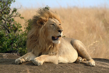 Fototapeta na wymiar Lion relaxes on the rock. Masai Mara, Kenya