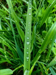 Clear drops of fresh morning dew on green grass. Gives an impression of spring or summer, green background.