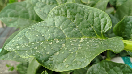 Basella Spinach photo, health, malabar spinach,  Vine Spinach, green vagetable photo, green leaf, healthy  food