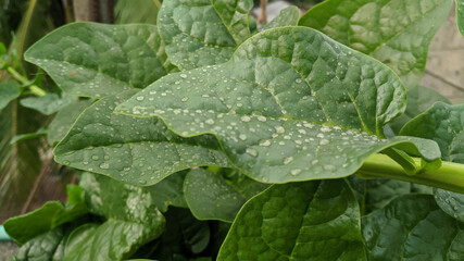 healthy food, malabar spinach, Basella Spinach photo, health, Vine Spinach, green vagetable photo, green leaf