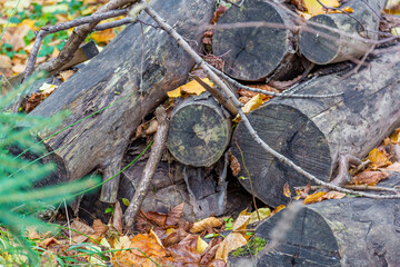 A dry wood log for firing and heating lies in the backyard