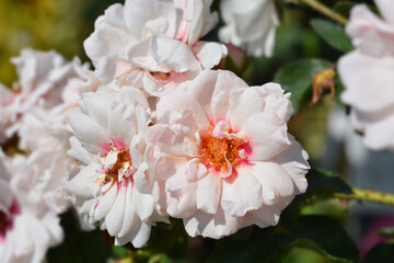 Bright Eyes Rose