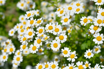 Golden Feverfew