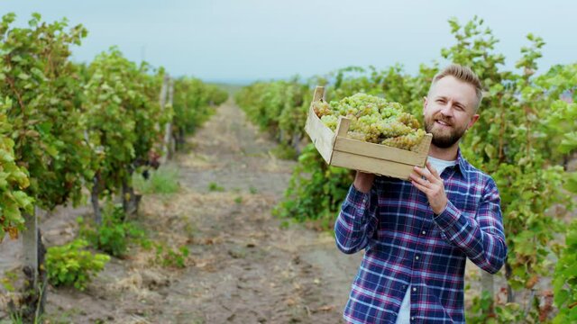 In front of the camera walking charismatic rural man through the vineyard he holding the wooden basket full of grapes harvest