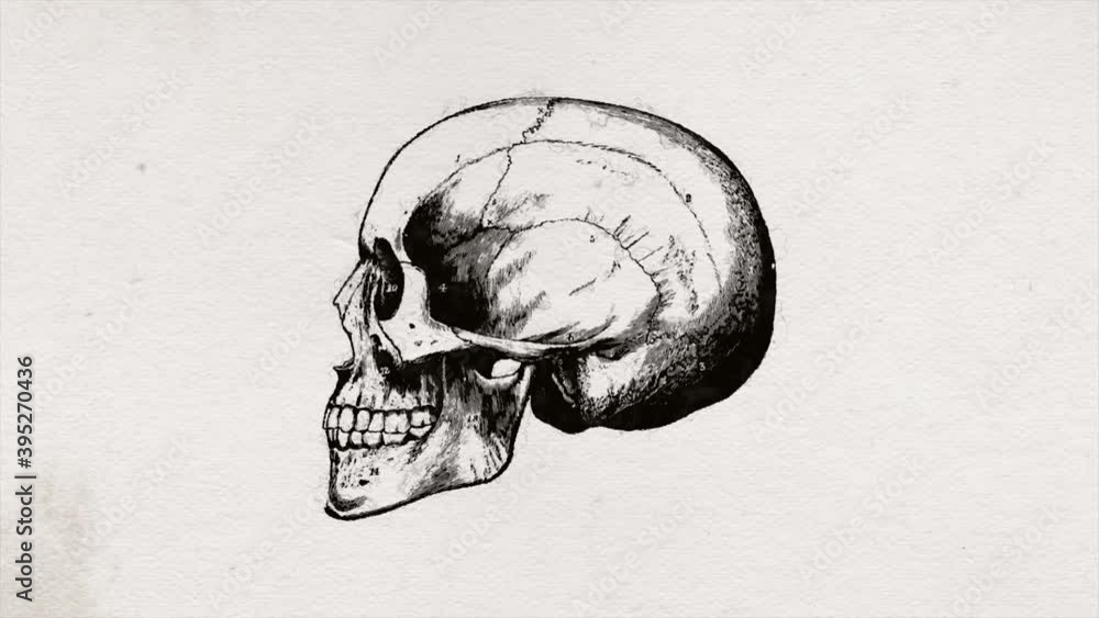 Poster abstract old science skull head drawing background animation/ 4k animation of an abstract old scienc