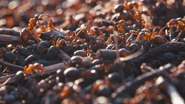 Red Wood Ant crawling on the nest