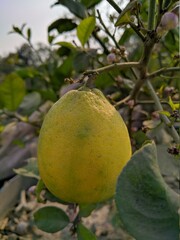 Lemon tree, Vitamin C food, green fruit, lemon vs orange, Lemon on tree, tree, juicy lemon, lemon with tree