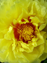 Wild beauty flower with nectar blooming