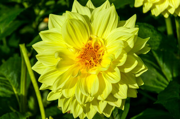 Dahlia 'Ryecroft Magnum' a yellow summer autumn semi cactus flower tuber plant, stock photo 