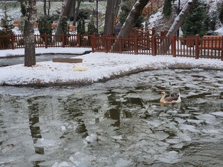 Swans swimming in an icy lake. In the winter pond. 