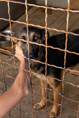Stray dog in the shelter, behind the bars, humans hand is patting the animal