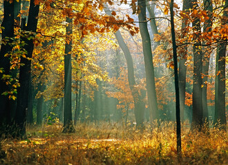 Autumn in forest