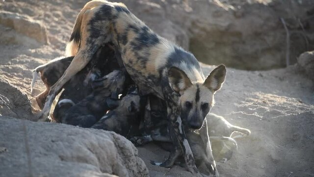 A wide shot of a female wild dog suckling her puppies, Kruger National Park.
