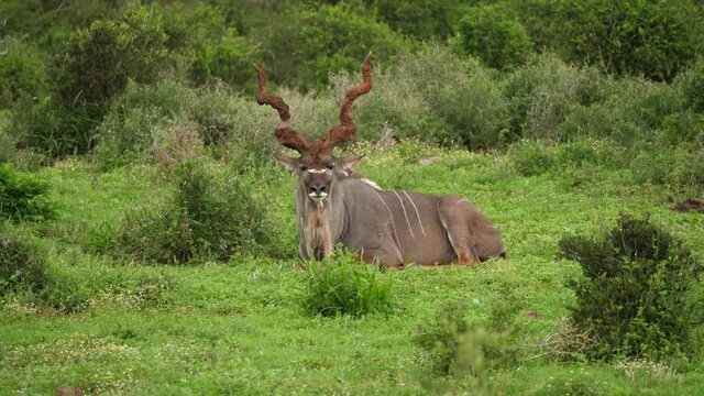 Large male Kudu with mud on spiral horns stares directly into camera