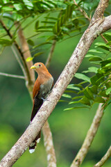 Squirrel Cuckoo, Piaya cayana, Tropical Rainforest, Costa Rica, Central America, America