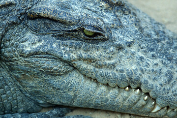 CAMBODIA SIEM REAP CROCODILE FARM