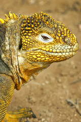 Galapagos Land Iguana, Conolophus subcristatus, Galapagos National Park, Galapagos Islands, UNESCO World Heritage Site, Ecuador, America