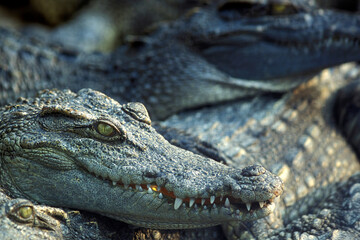 CAMBODIA SIEM REAP CROCODILE FARM