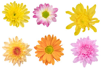 Blurred for Background.Beautiful multi color chrysanthemums as background picture.flower on clipping path.