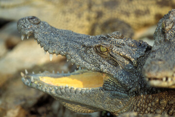 CAMBODIA SIEM REAP CROCODILE FARM
