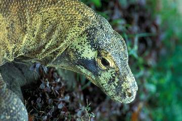 CAMBODIA SIEM REAP KOMODO DRAGON