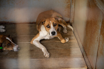 Stray dog in the shelter, behind the bars, humans hand is patting the animal