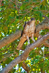 Crested Hawk Eagle, Changeable Hawk Eagle, Nisaetu cirrhatus, Udawalawe National Park, Sri Lanka, Asia
