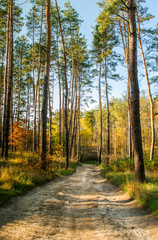 Dirt road in autumn forest